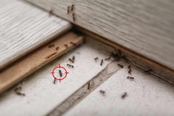 Best Pest Prevention Services  in St Louis, MO