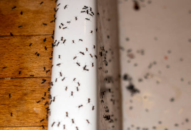 Best Best Pest Control Companies  in St Louis, MO