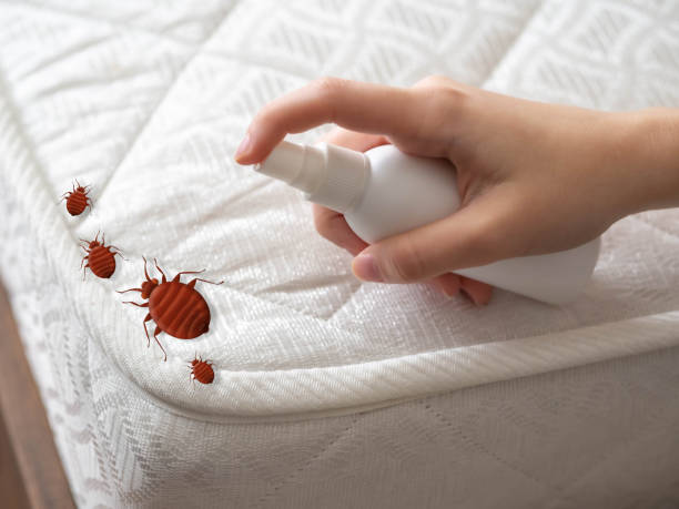 Best Emergency Pest Control  in St Louis, MO